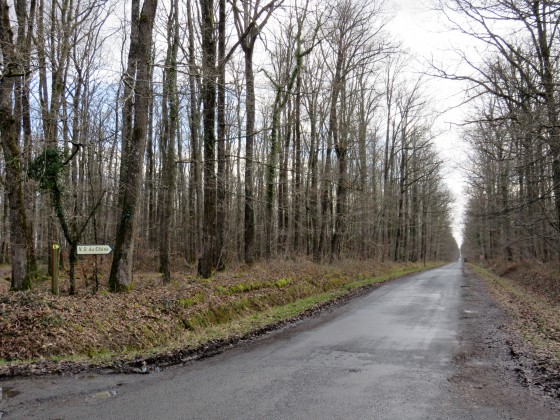 Route forestière Beauregard du carrefour des Druides