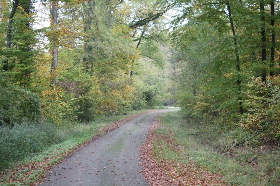 Route forestière