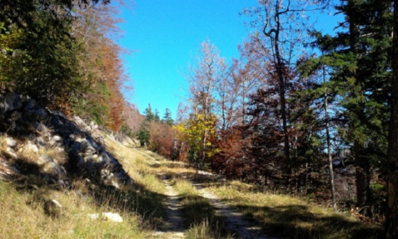 Route foresti&egrave;re de Davi&egrave;re