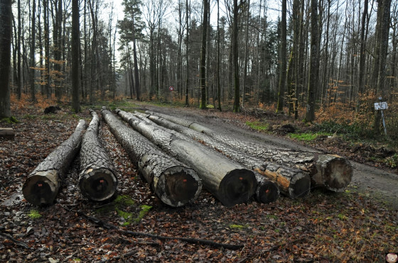 Route Forestière de Kaeptelstrase