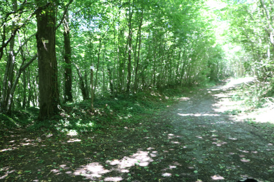 Route Forestière de la Grande Ligne dans la Forêt de l\'Hermitain