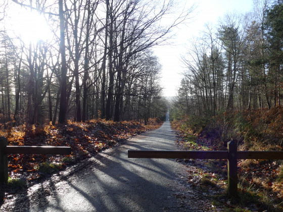 Route Forestière du Bocquet