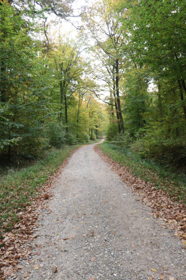 route forestière en direction de Lobsann