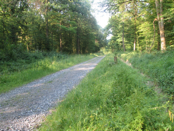 Route forestière