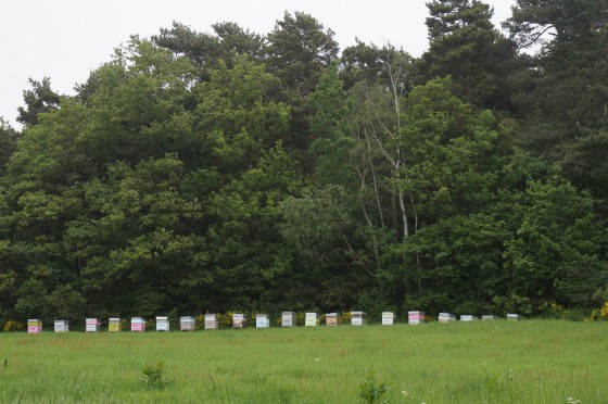 Rucher dans le pré