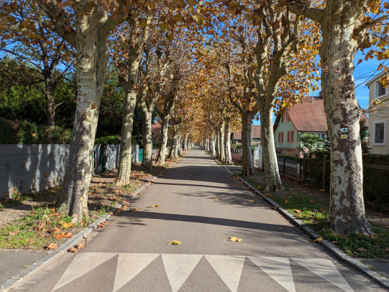 Rue bordée de platanes