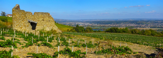 Ruine dans le vignoble.