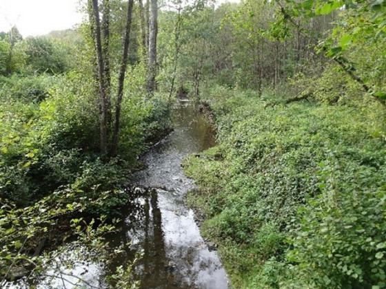 Ruisseau des Anorelles à Anor