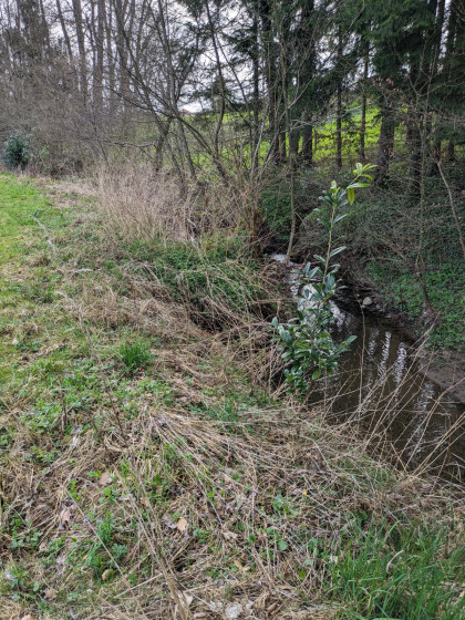 Ruisseau du Soultzbach