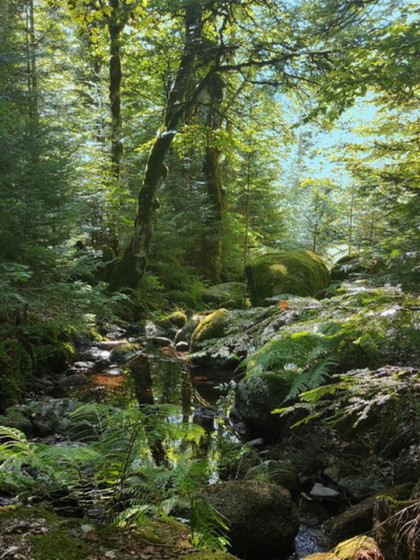 ruisseau du T&eacute;doun&egrave;s