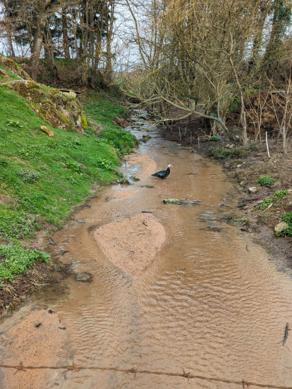 Ruisseau