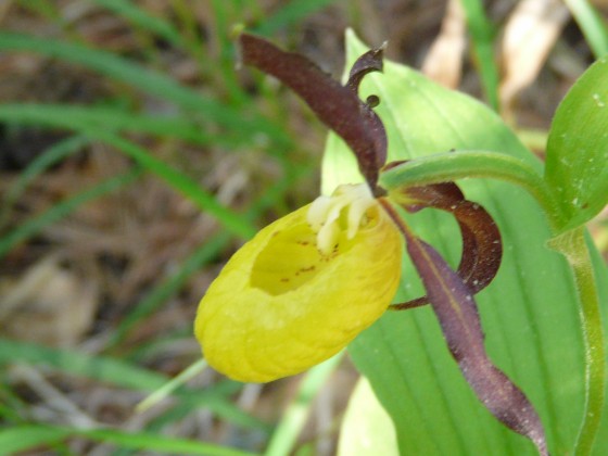 Sabot de Vénus