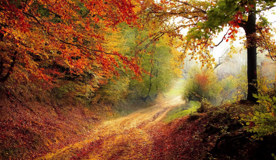 Saint-Uniac - forêt de Montauban