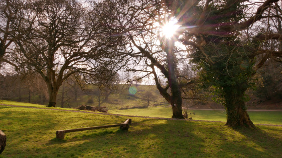 Saltram Park