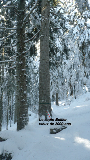 Sapin bellier