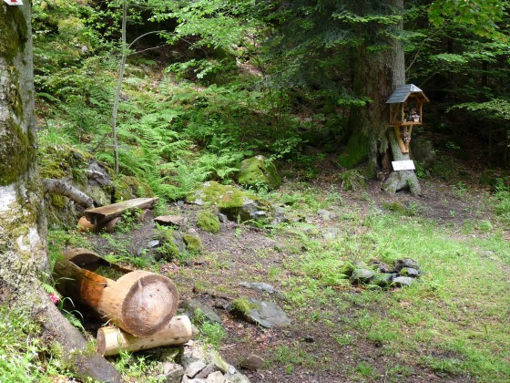 Sapin St-Antoine