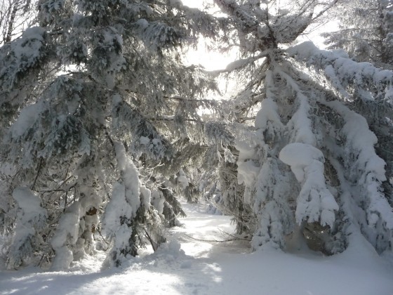 Sapins empêtrés dans la neige