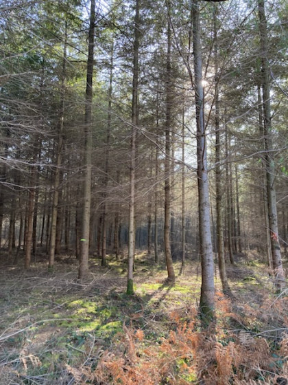Sapins près de Beaubray