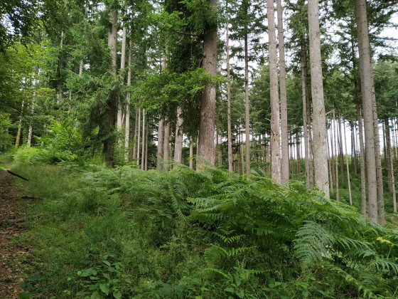 sapins