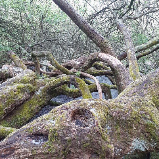 Saule remarquable