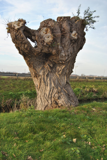Saule Têtard