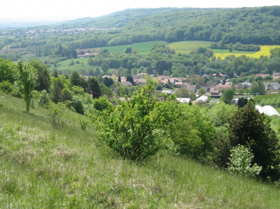 Saulny