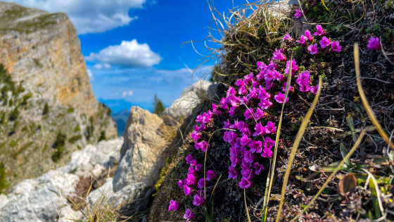 Saxifrage à feuilles opposées au Pas de la Ville