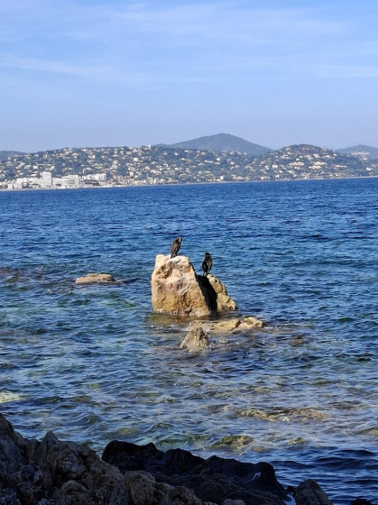 Scène naturelle sur la Côte rocheuse du golfe de Saint-Tropez