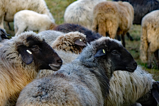 Troupeau de moutons &agrave; la Keltenschanze