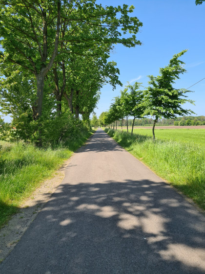 Schöne Allee auf dem Weg