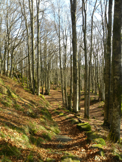 Senrier sous les hêtres