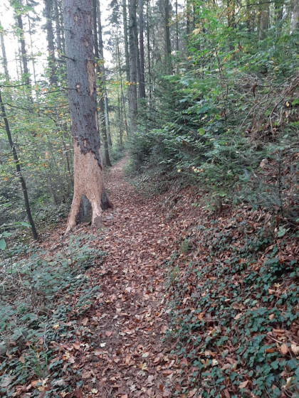 Sentier à flanc de colline