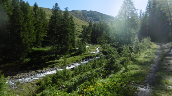 Sentier à l\'orée des mélèzes le long de l\'Aigue Blanche