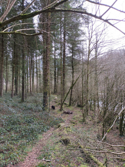 Sentier au bord du gave