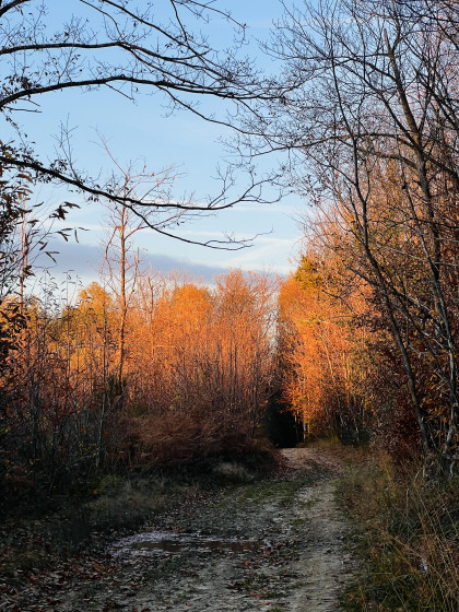 Sentier au couleurs d’automne