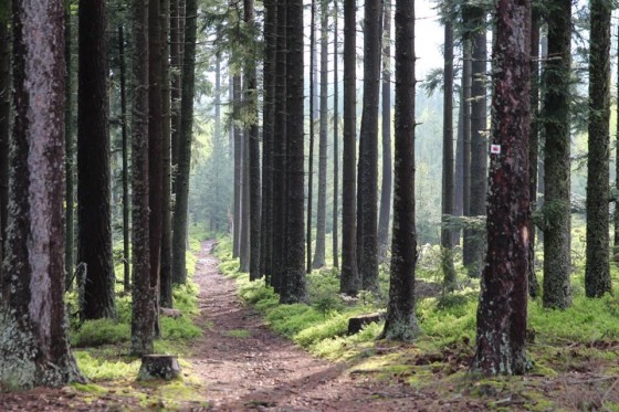 Sentier au Koenigstuhl