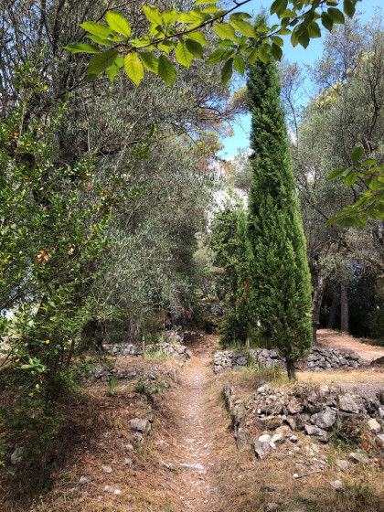 Sentier au milieu des oliviers