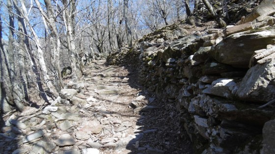 Sentier au travers de la chataigneraie