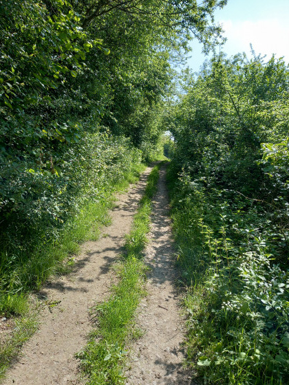 Sentier bien ombragé