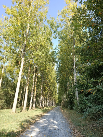 Sentier boisé GR3 - Entre Loire et vignoble à Drain