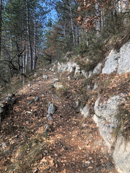 Sentier boisé