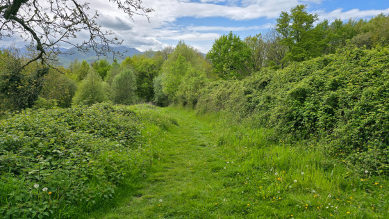 Sentier dans l'herbe
