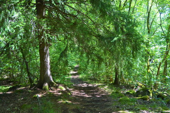 Sentier dans la Cheire