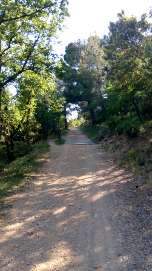 Sentier dans la for&ecirc;t avec un passage canadien