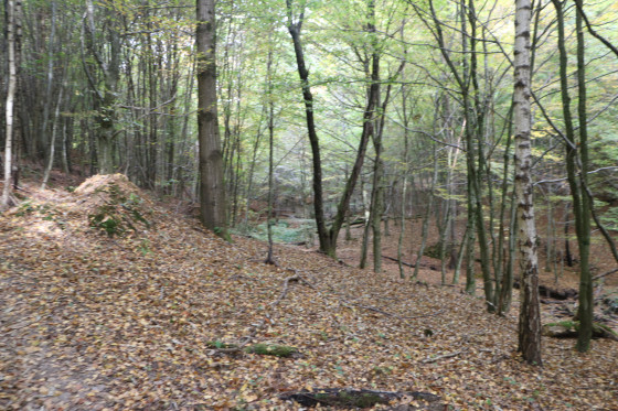 Sentier dans la forêt le long du ruisseau