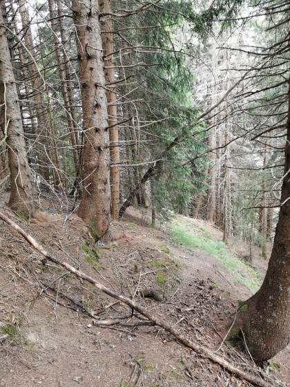 Sentier dans la for&ecirc;t