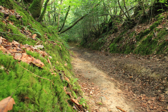 sentier dans la for&ecirc;t.