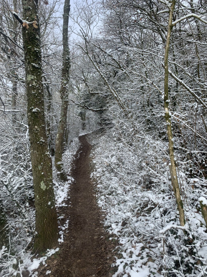 Sentier dans la forêt