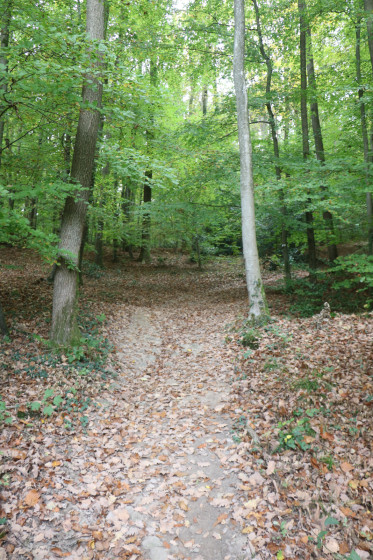 Sentier dans la forêt