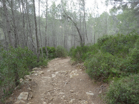 Sentier dans la pinède
